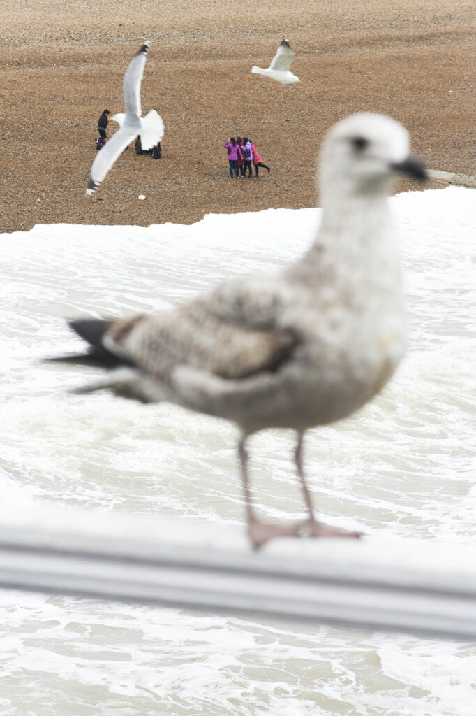 Meeuw van dichtbij gefotografeerd met mensen in de verte op het strand in Engeland. Straatfotografie.
